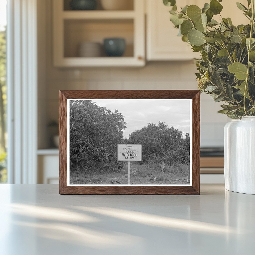 Citrus Grove Sign San Juan Texas Grapefruit Picking 1939