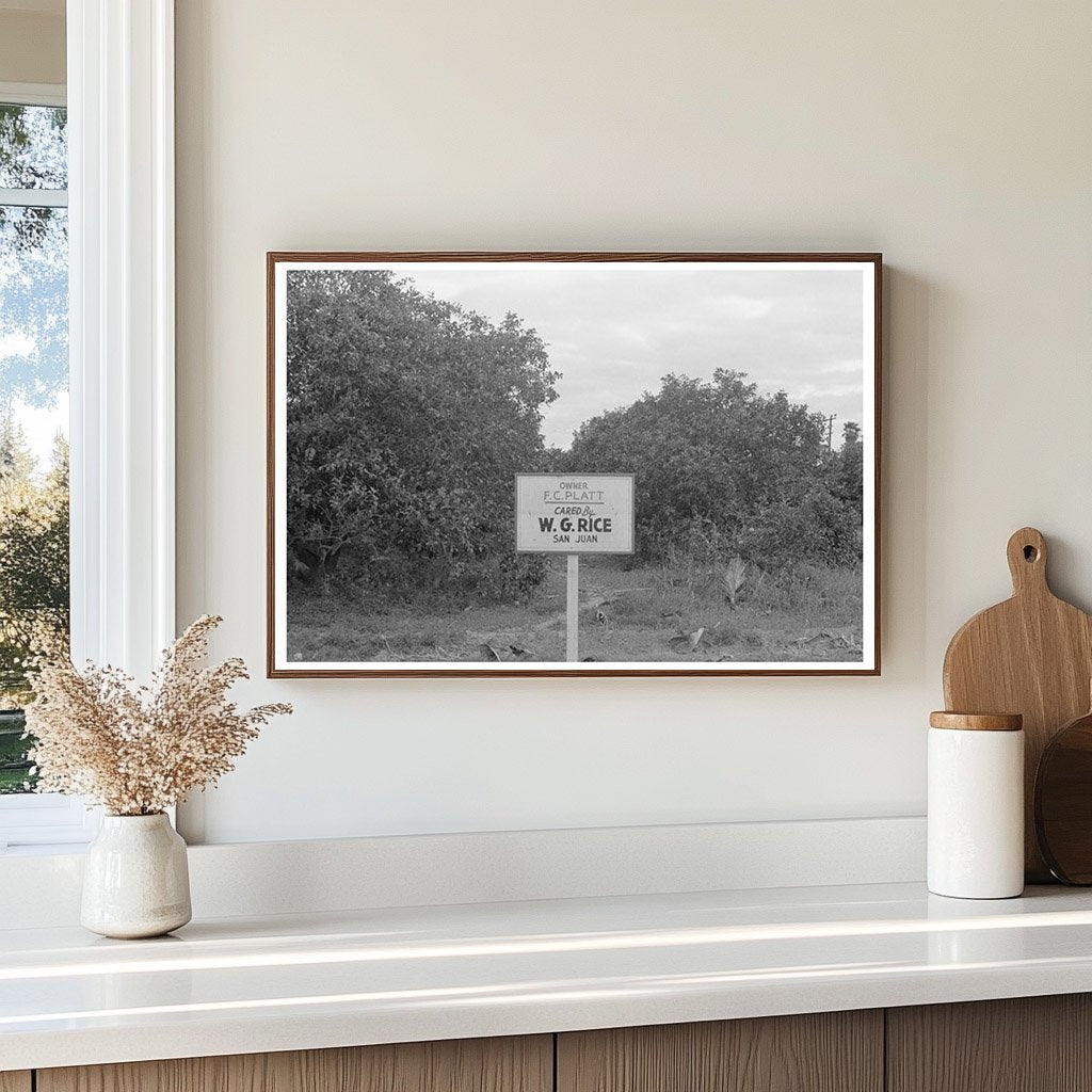 Citrus Grove Sign San Juan Texas Grapefruit Picking 1939