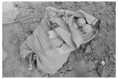 Citrus Pickers Bag in Weslaco Texas 1939