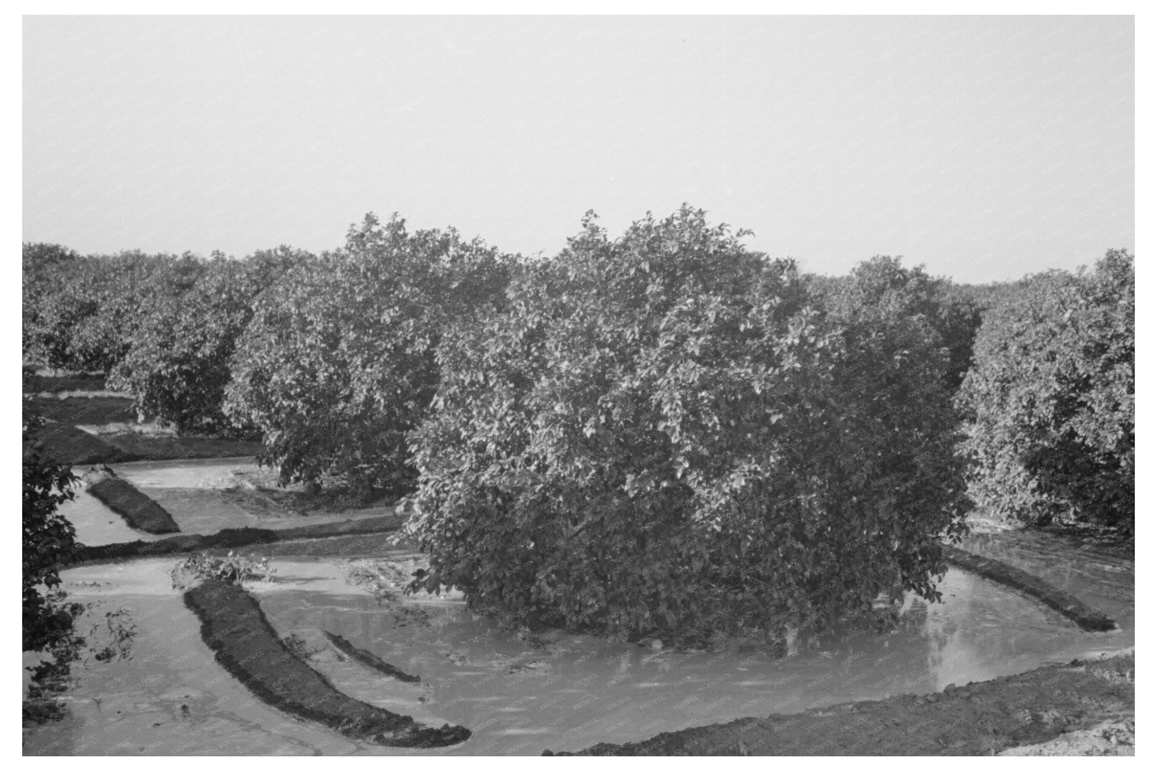 Citrus Grove Irrigation Near San Juan Texas 1939