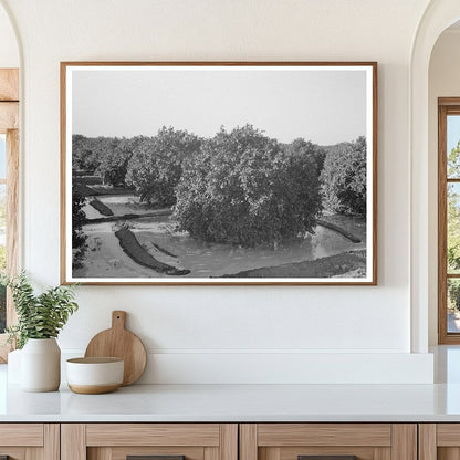 Citrus Grove Irrigation Near San Juan Texas 1939