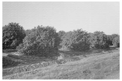 Citrus Grove Irrigation in San Juan Texas 1939