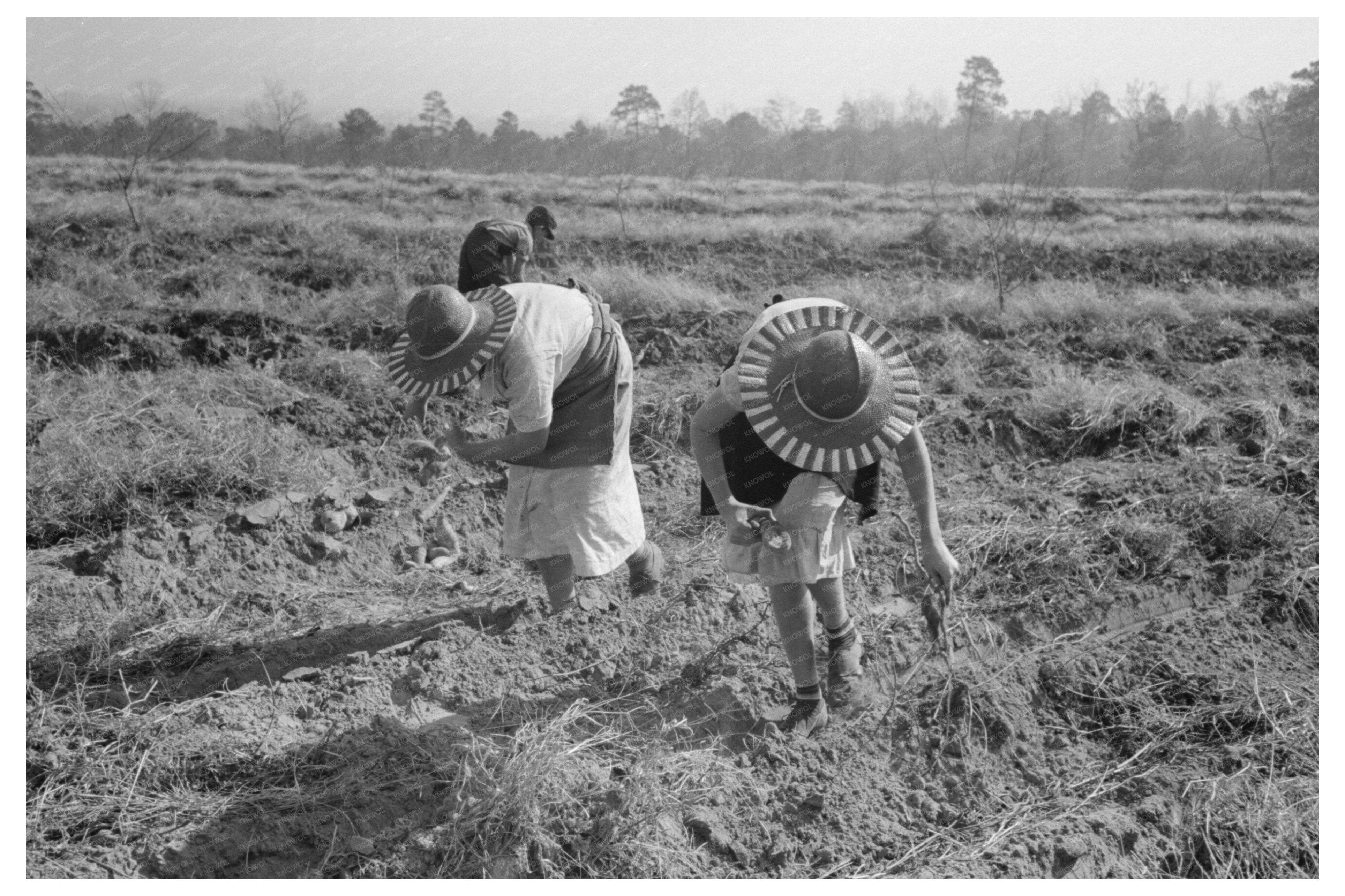 Children Harvesting Sweet Potatoes Mississippi 1938