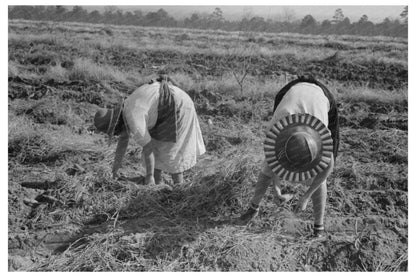 Children Harvesting Sweet Potatoes Laurel Mississippi 1938