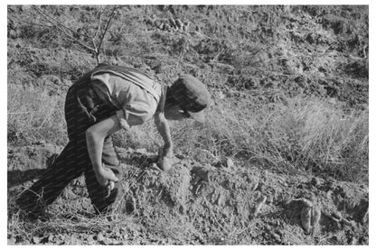 Child Picking Sweet Potatoes in Mississippi 1938