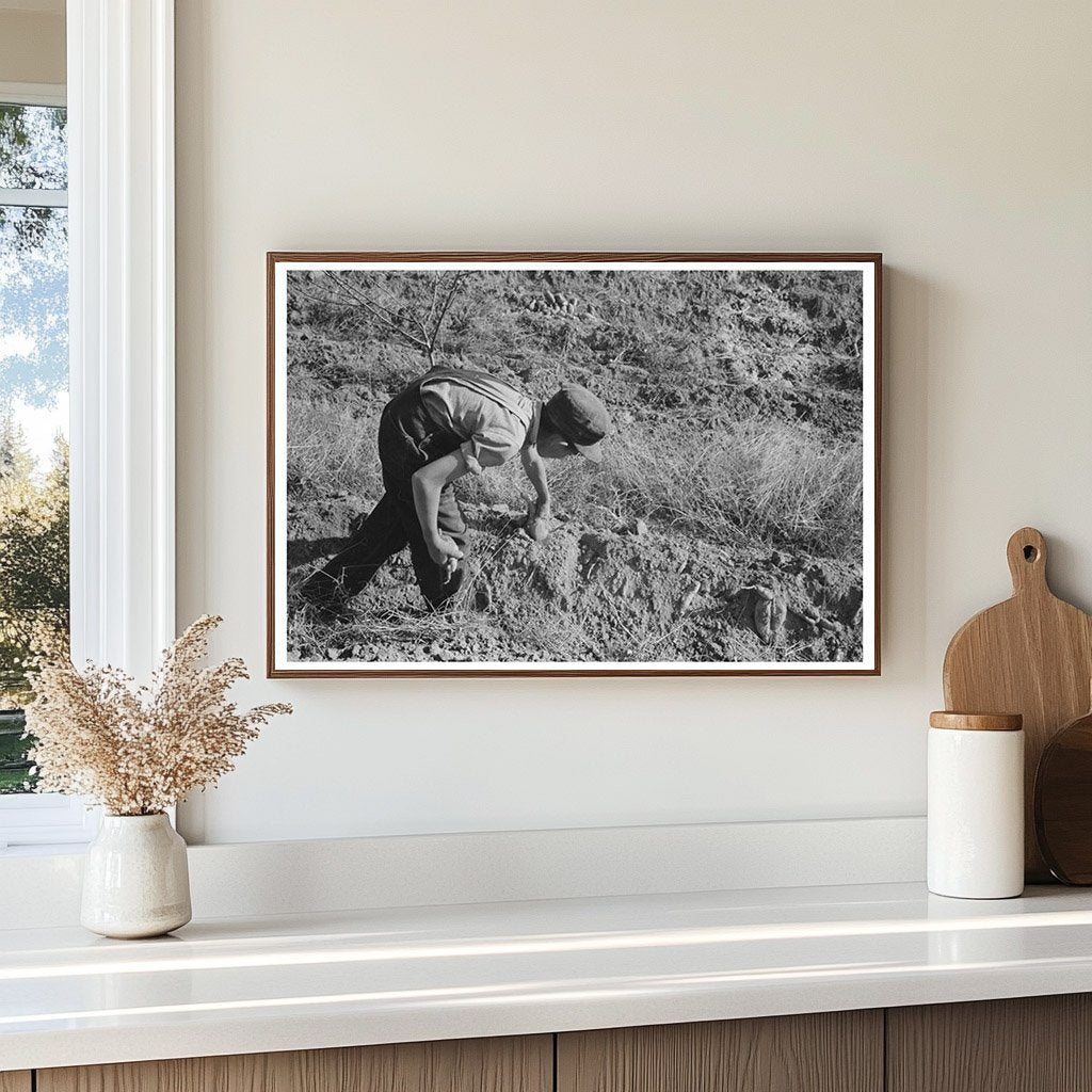 Child Picking Sweet Potatoes in Mississippi 1938