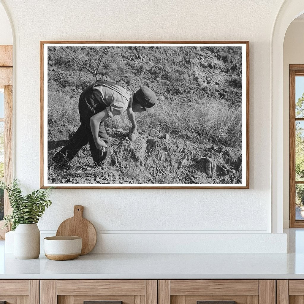 Child Picking Sweet Potatoes in Mississippi 1938