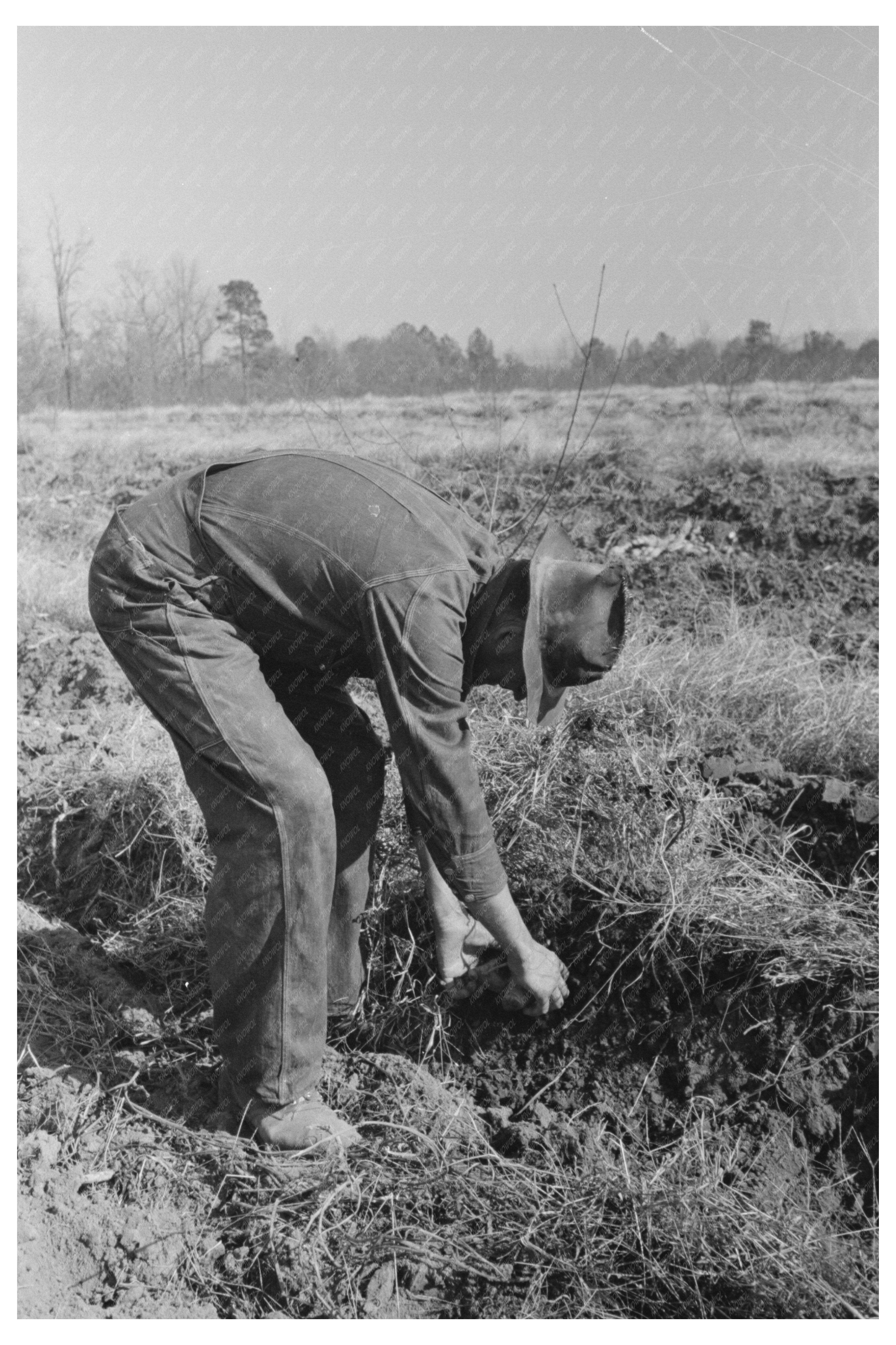 Child Gathering Sweet Potatoes Laurel Mississippi 1938