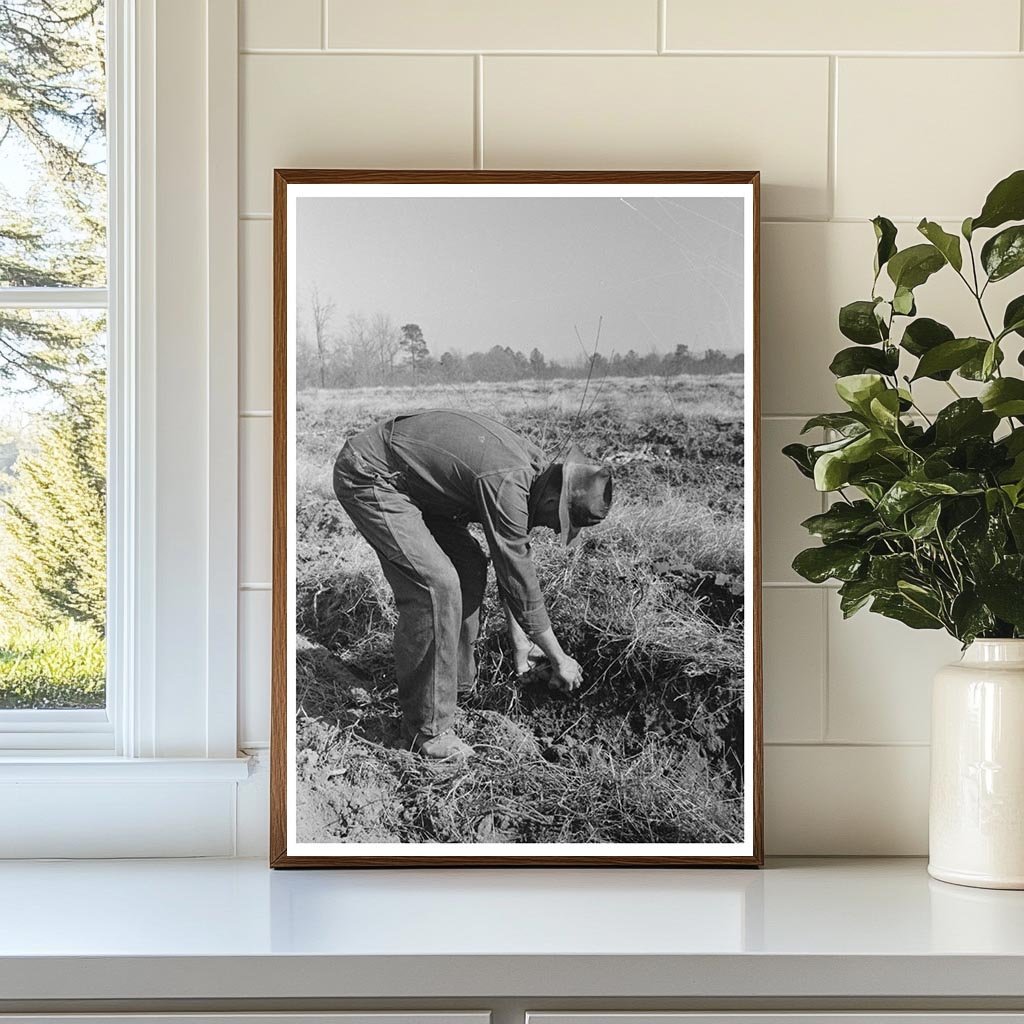 Child Gathering Sweet Potatoes Laurel Mississippi 1938