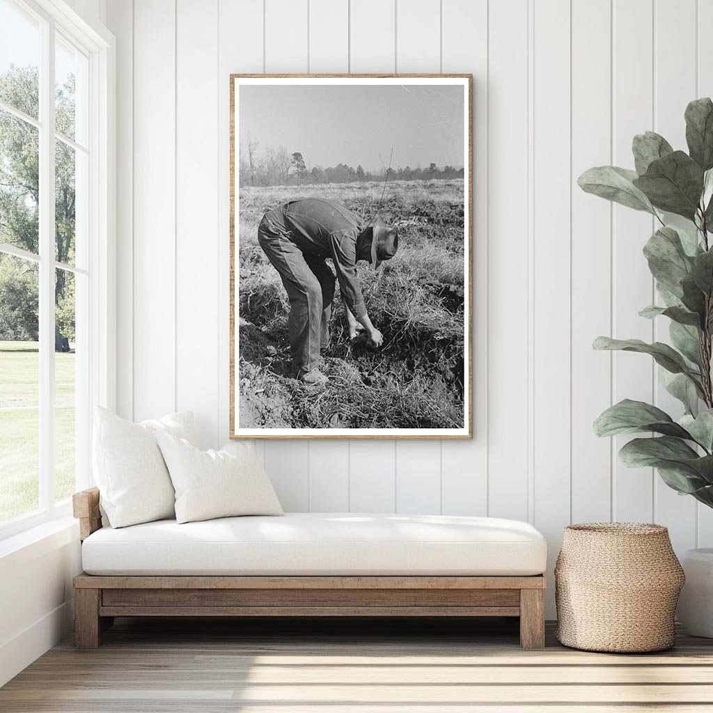 Child Gathering Sweet Potatoes Laurel Mississippi 1938