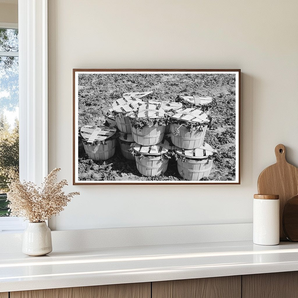 Baskets of Spinach in La Pryor Texas March 1939