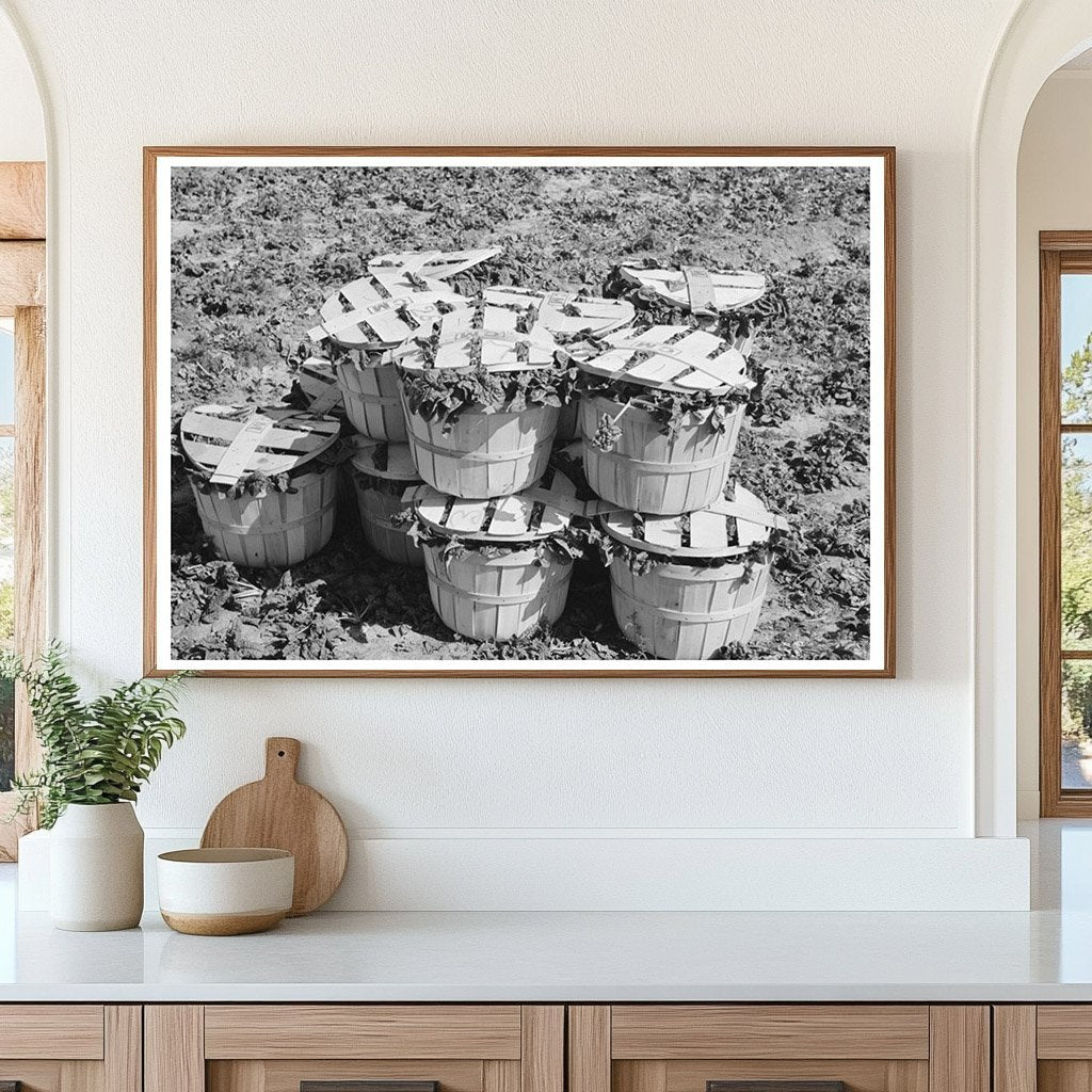 Baskets of Spinach in La Pryor Texas March 1939