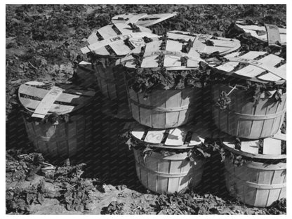 Spinach Baskets in La Pryor Texas March 1939