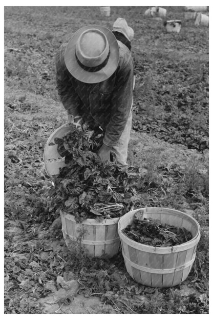 Workers Loading Spinach Baskets in La Pryor Texas 1939