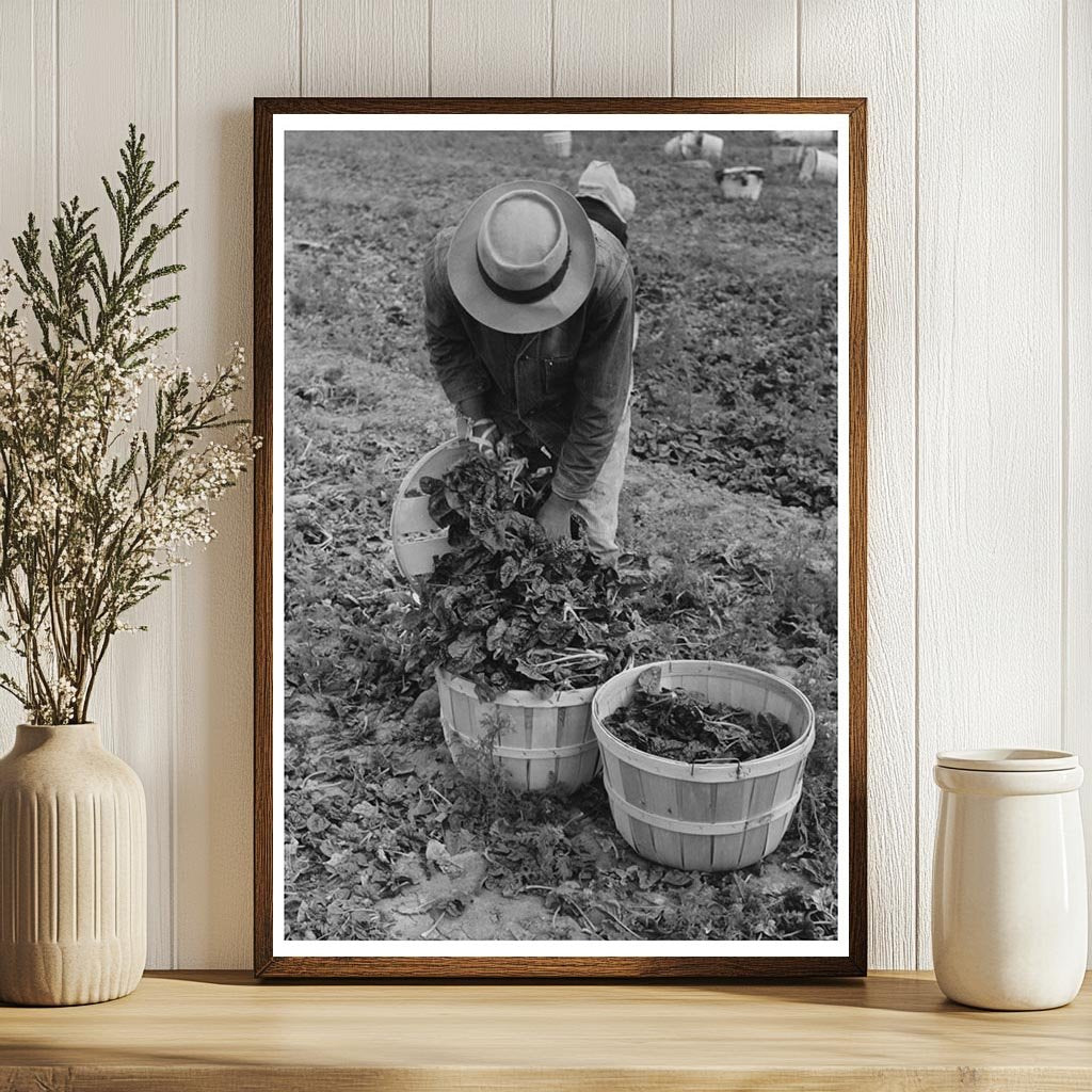 Workers Loading Spinach Baskets in La Pryor Texas 1939