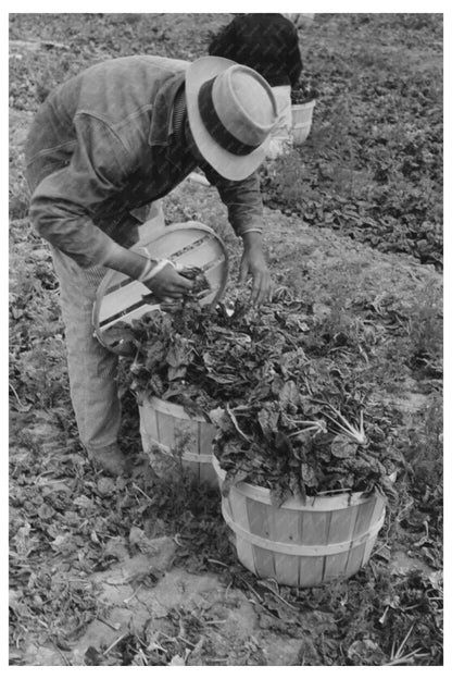 Workers Loading Spinach Baskets La Pryor Texas 1939