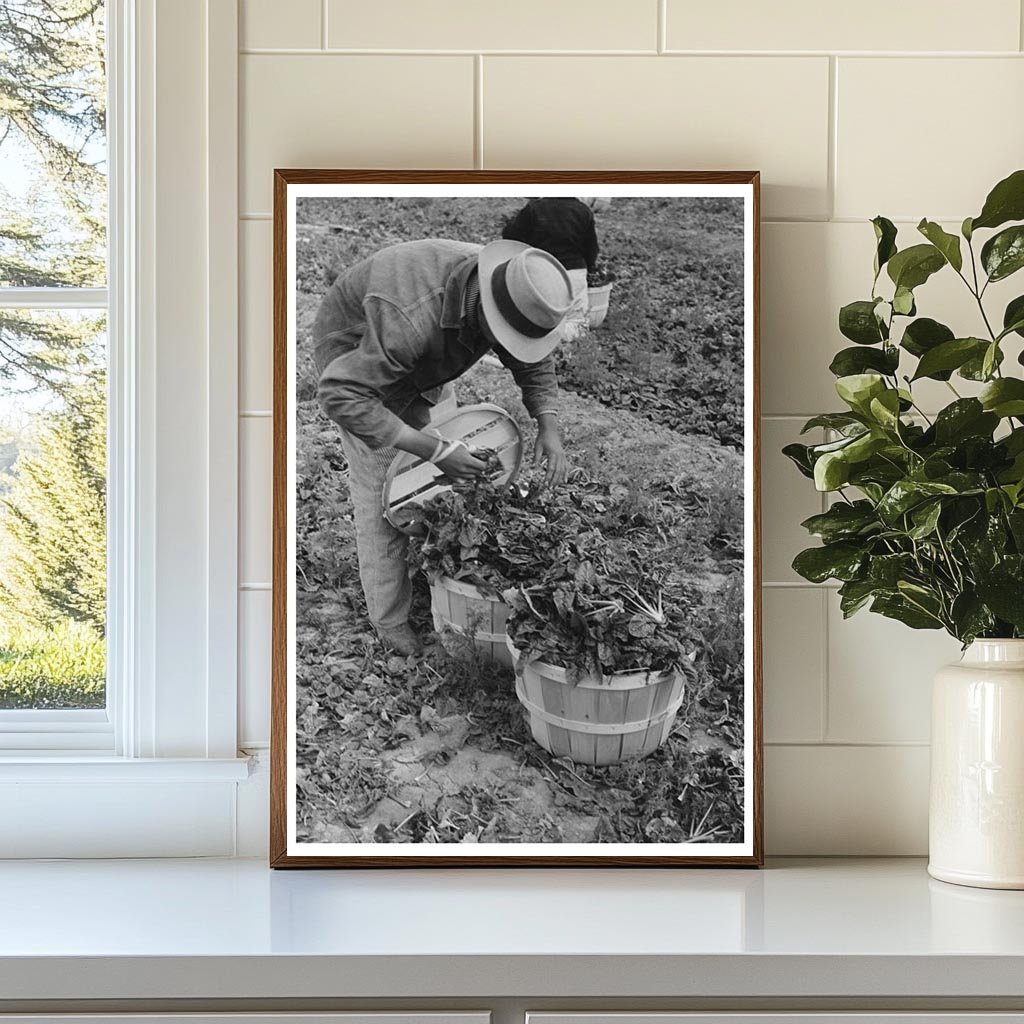 Workers Loading Spinach Baskets La Pryor Texas 1939