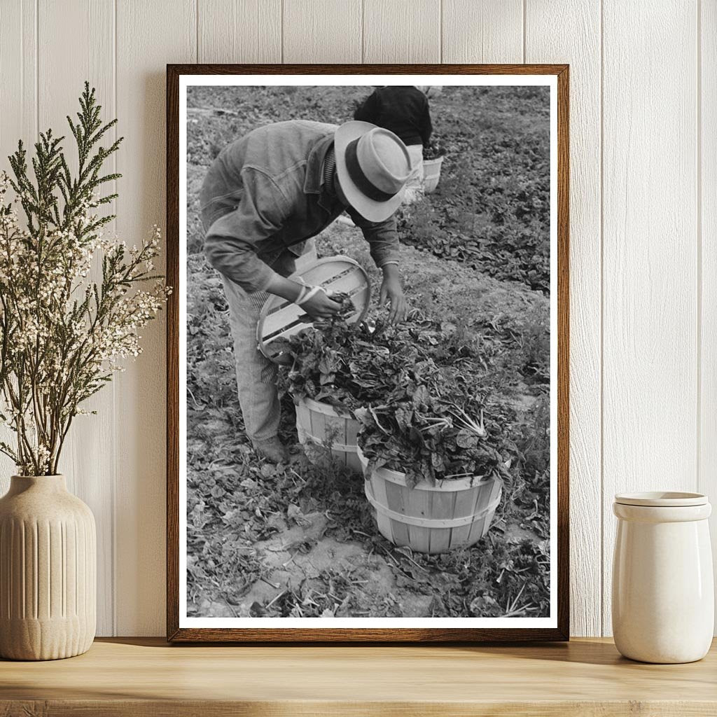 Workers Loading Spinach Baskets La Pryor Texas 1939