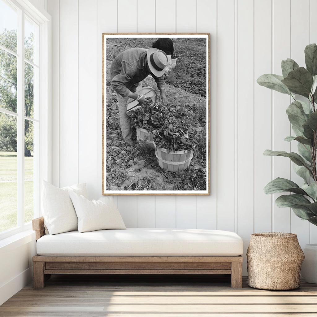 Workers Loading Spinach Baskets La Pryor Texas 1939