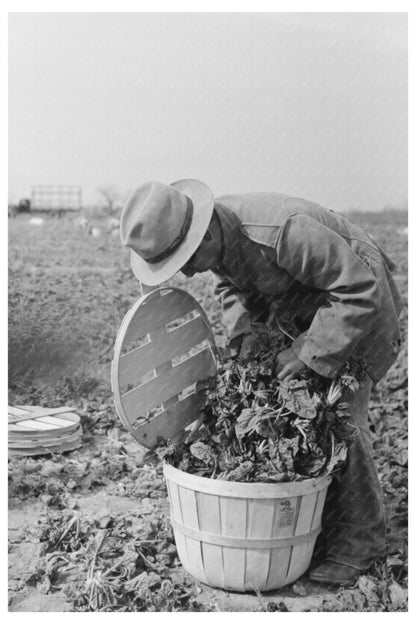 Spinach Workers Inspecting Quality La Pryor Texas 1939