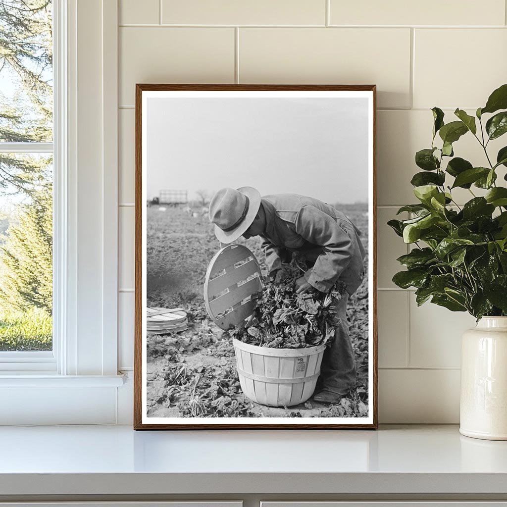 Spinach Workers Inspecting Quality La Pryor Texas 1939