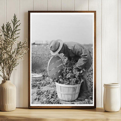 Spinach Workers Inspecting Quality La Pryor Texas 1939