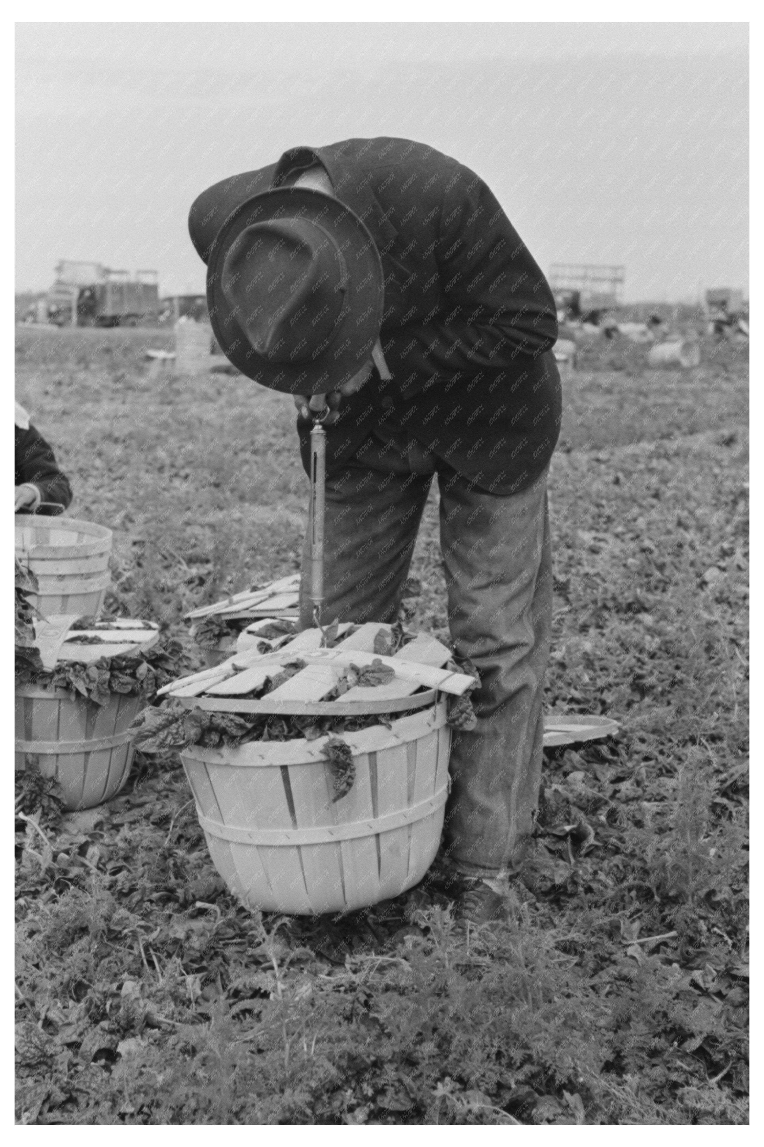 Spinach Workers Weighing Produce in La Pryor Texas 1939