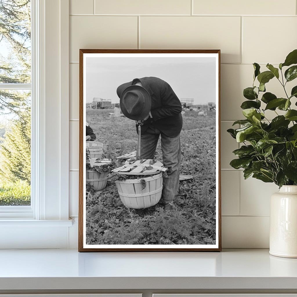 Spinach Workers Weighing Produce in La Pryor Texas 1939