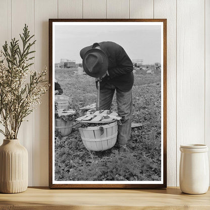 Spinach Workers Weighing Produce in La Pryor Texas 1939