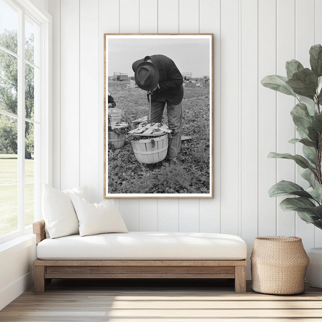 Spinach Workers Weighing Produce in La Pryor Texas 1939