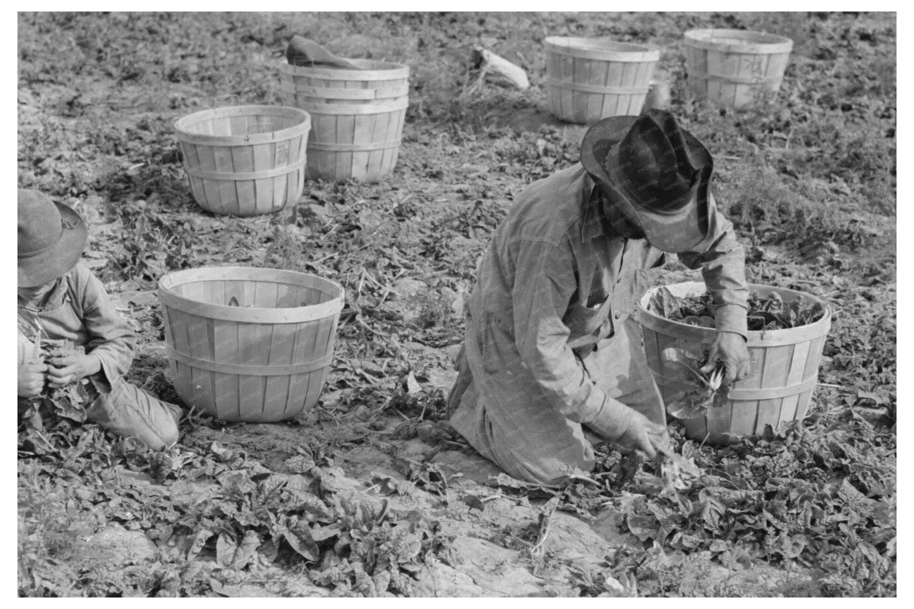 Mexican Father and Son Packing Spinach La Pryor 1939