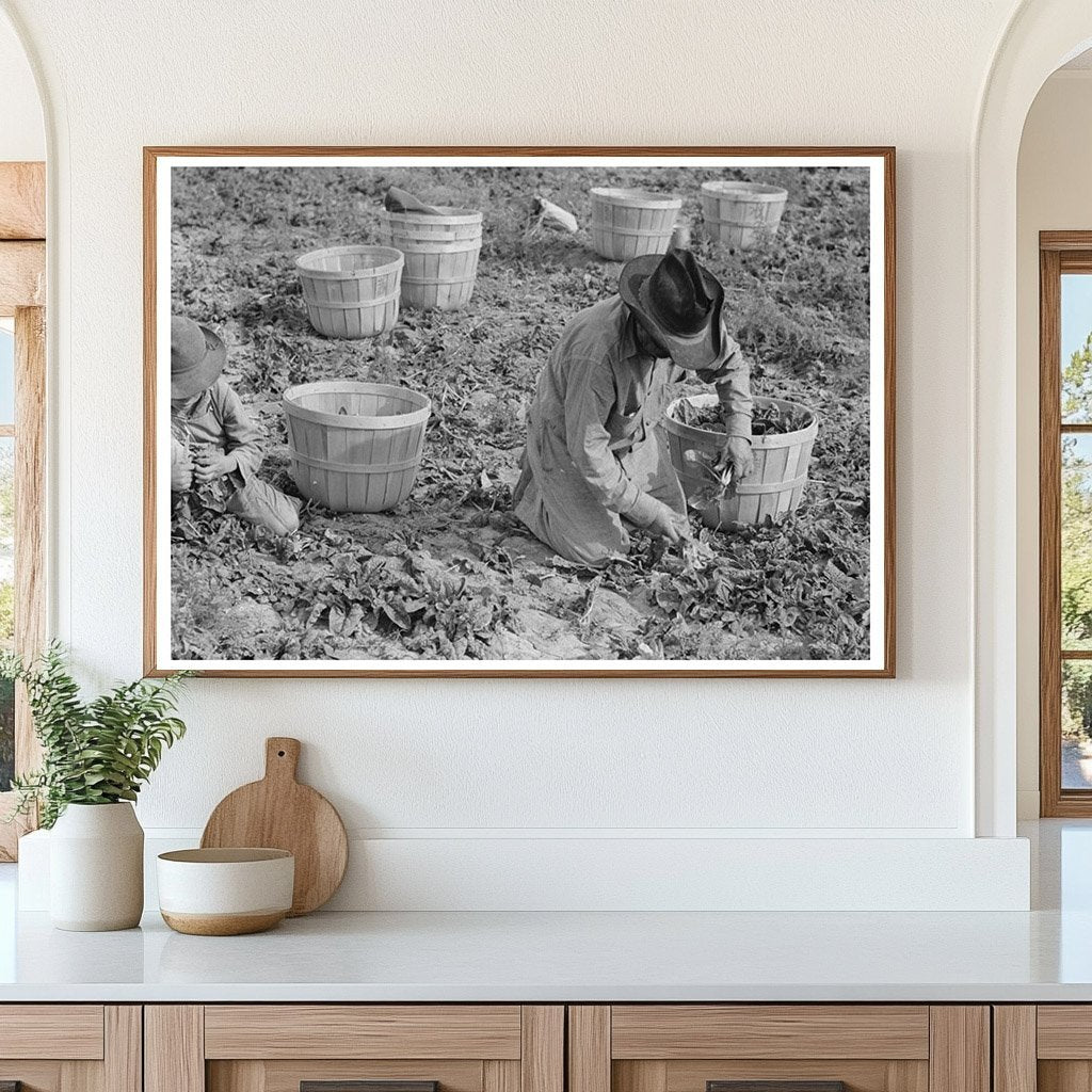 Mexican Father and Son Packing Spinach La Pryor 1939