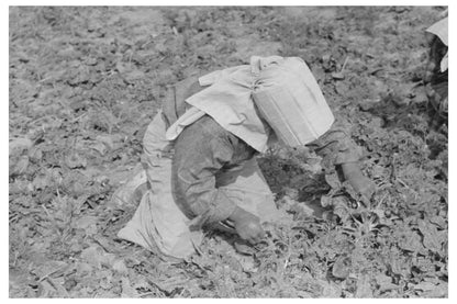 Young Girl Cutting Spinach in La Pryor Texas 1939