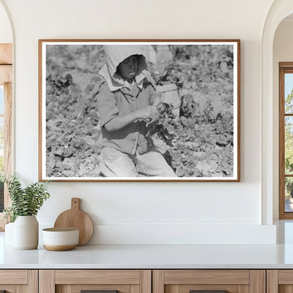 Mexican Spinach Cutter Inspects Crop in La Pryor 1939