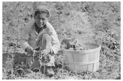 Mexican Spinach Cutter Inspecting Plants La Pryor Texas 1939