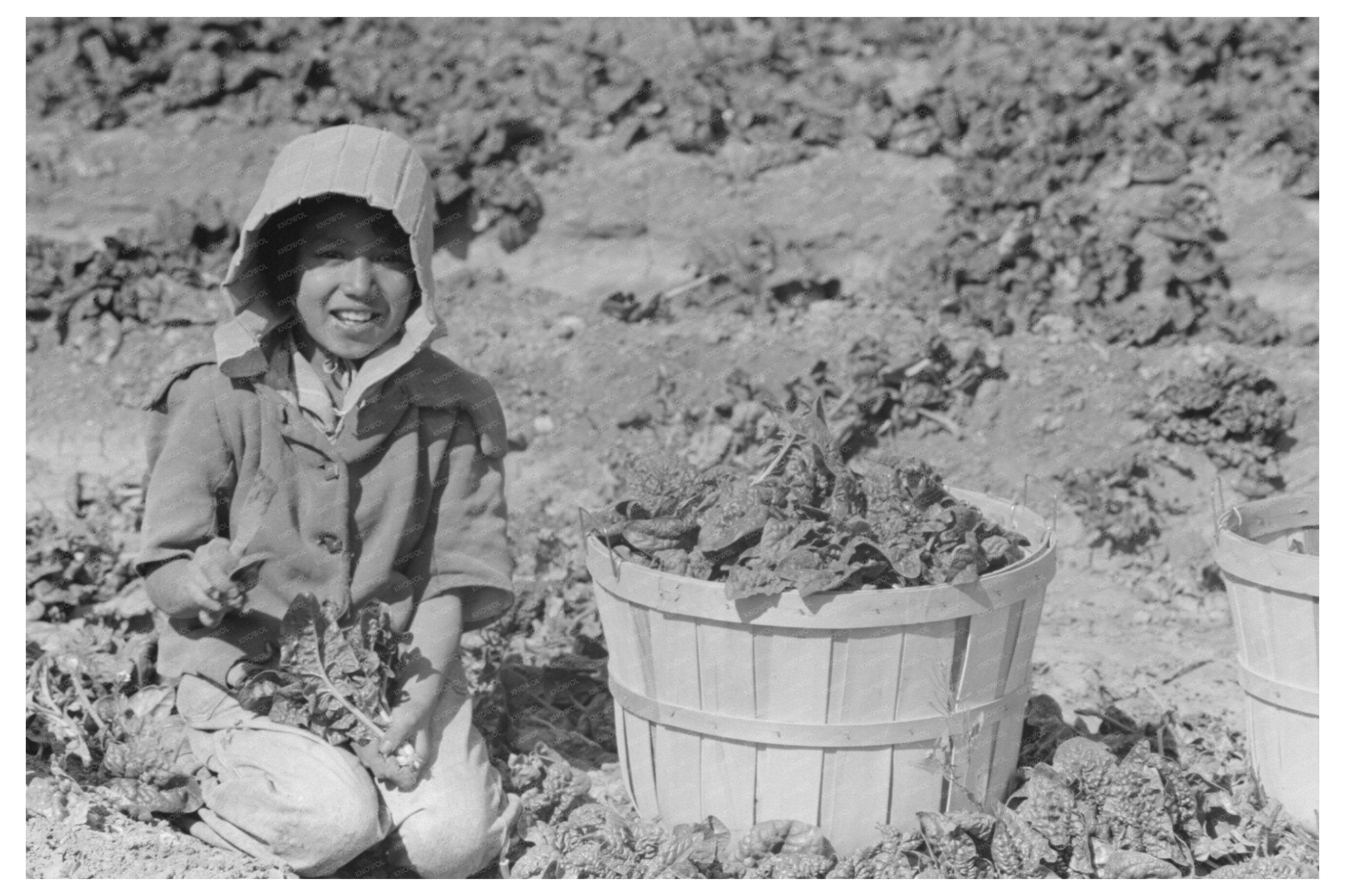 Mexican Girl Cutting Spinach La Pryor Texas 1939