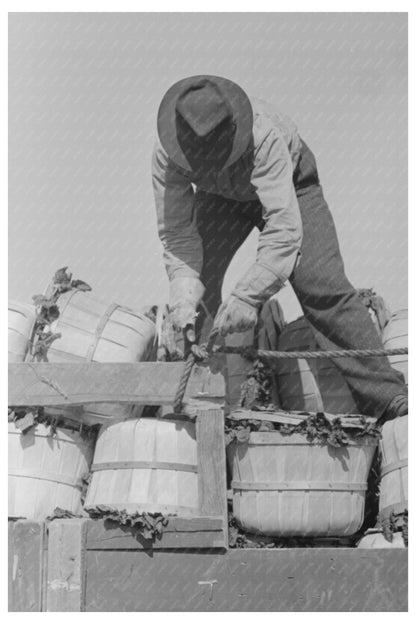 Workers Securing Spinach Baskets La Pryor Texas 1939