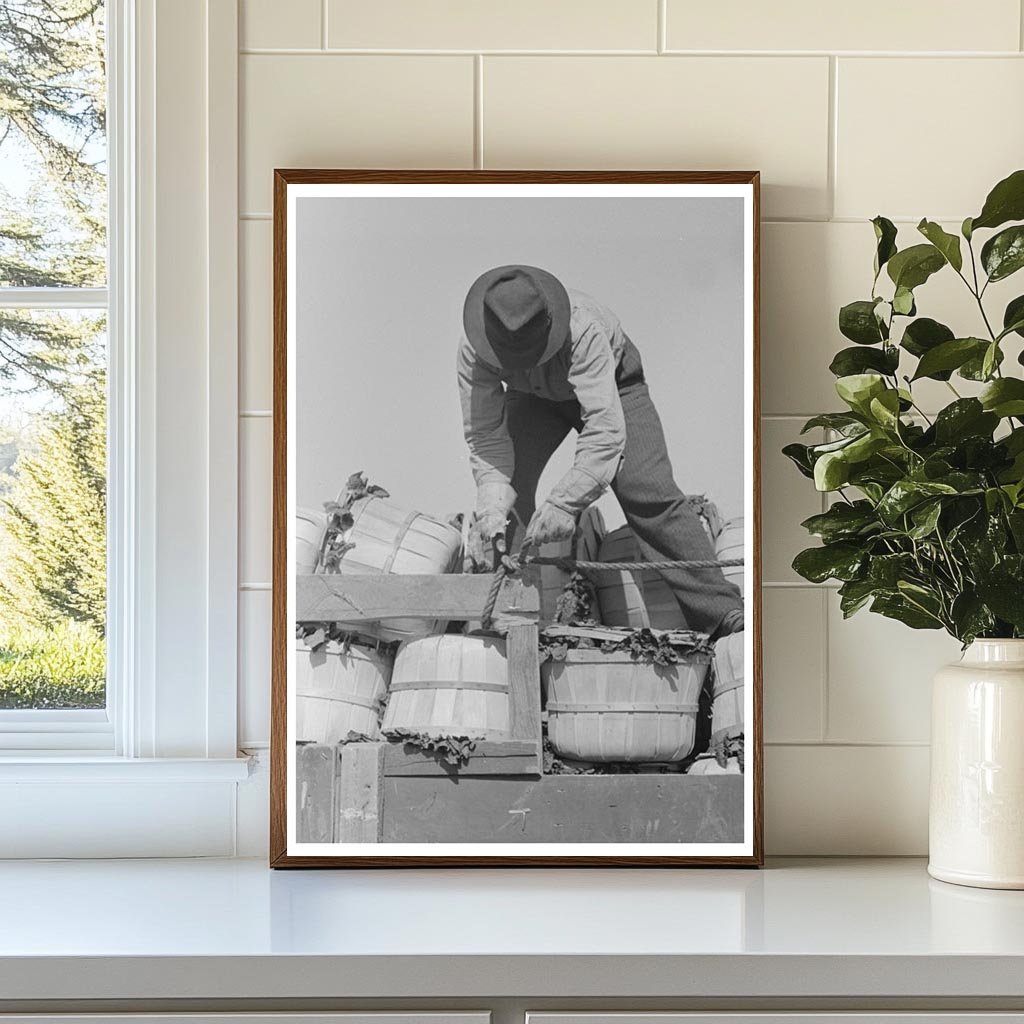 Workers Securing Spinach Baskets La Pryor Texas 1939