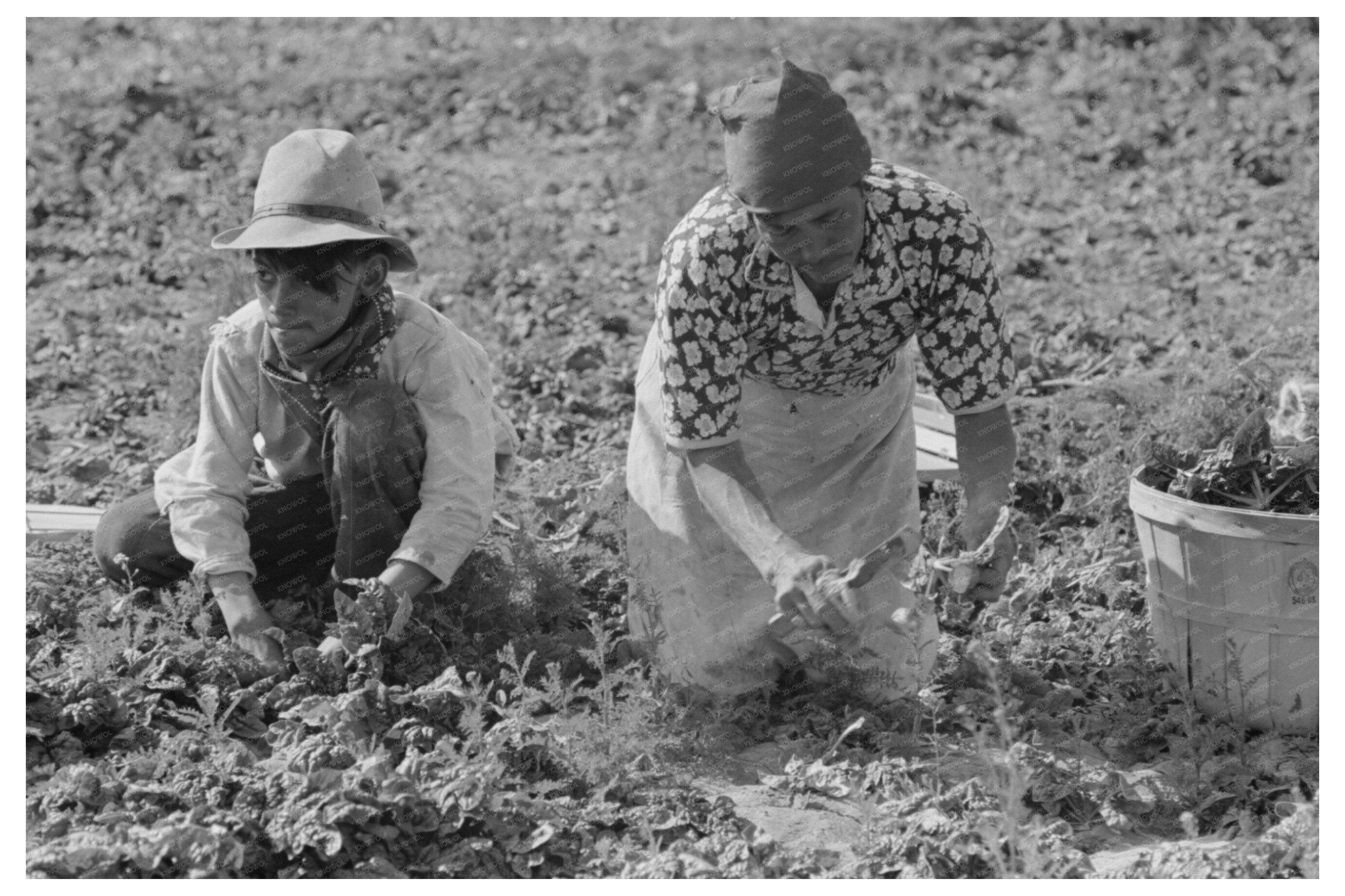 Mexican Mother and Son Cutting Spinach La Pryor 1939