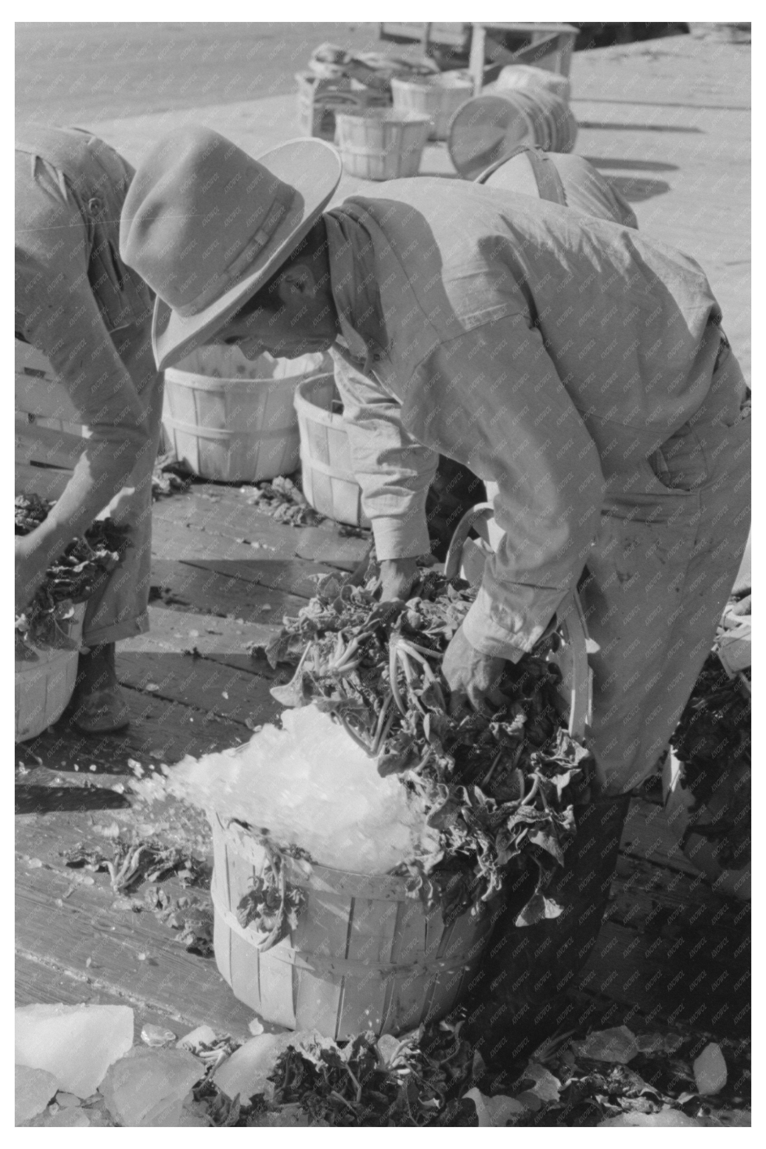 Workers Shoveling Ice into Spinach Baskets March 1939