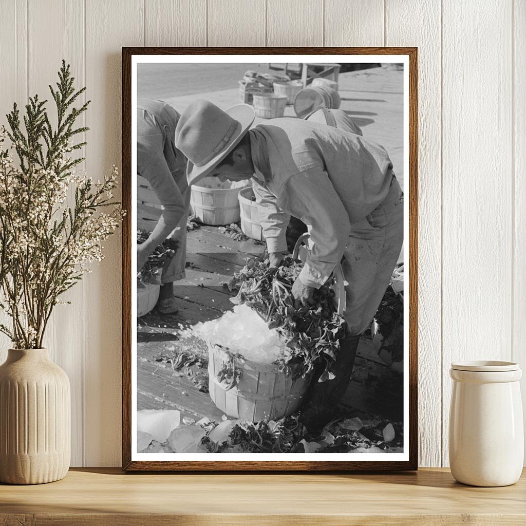 Workers Shoveling Ice into Spinach Baskets March 1939