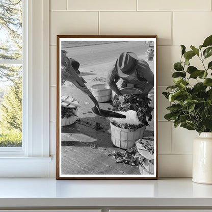 Workers Packing Spinach with Ice La Pryor Texas 1939