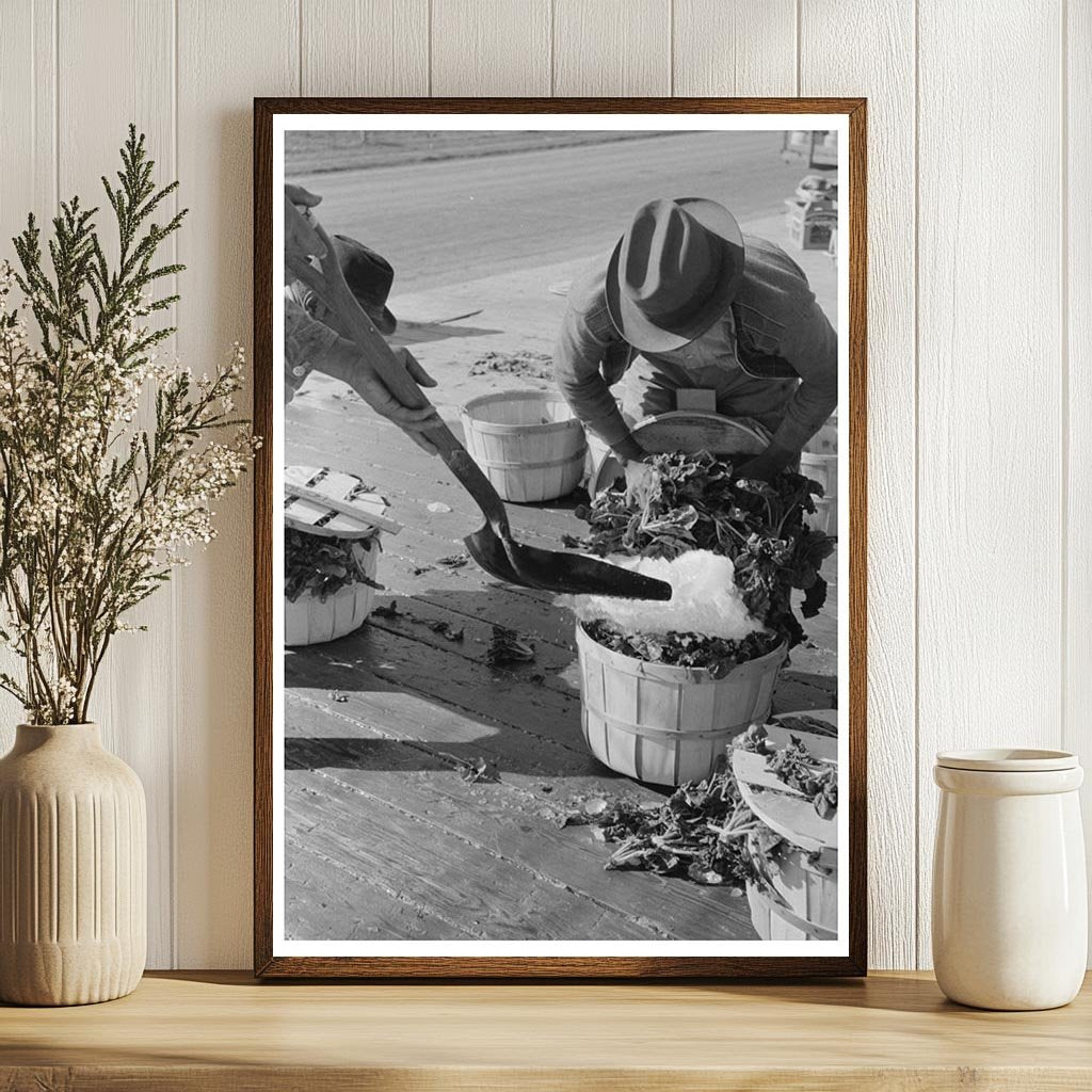 Workers Packing Spinach with Ice La Pryor Texas 1939