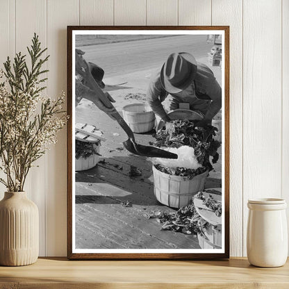 Workers Packing Spinach with Ice La Pryor Texas 1939