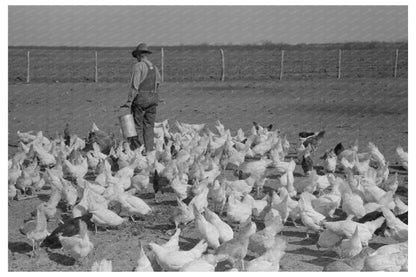 Ernest Milton Feeding Chickens El Indio Texas March 1939