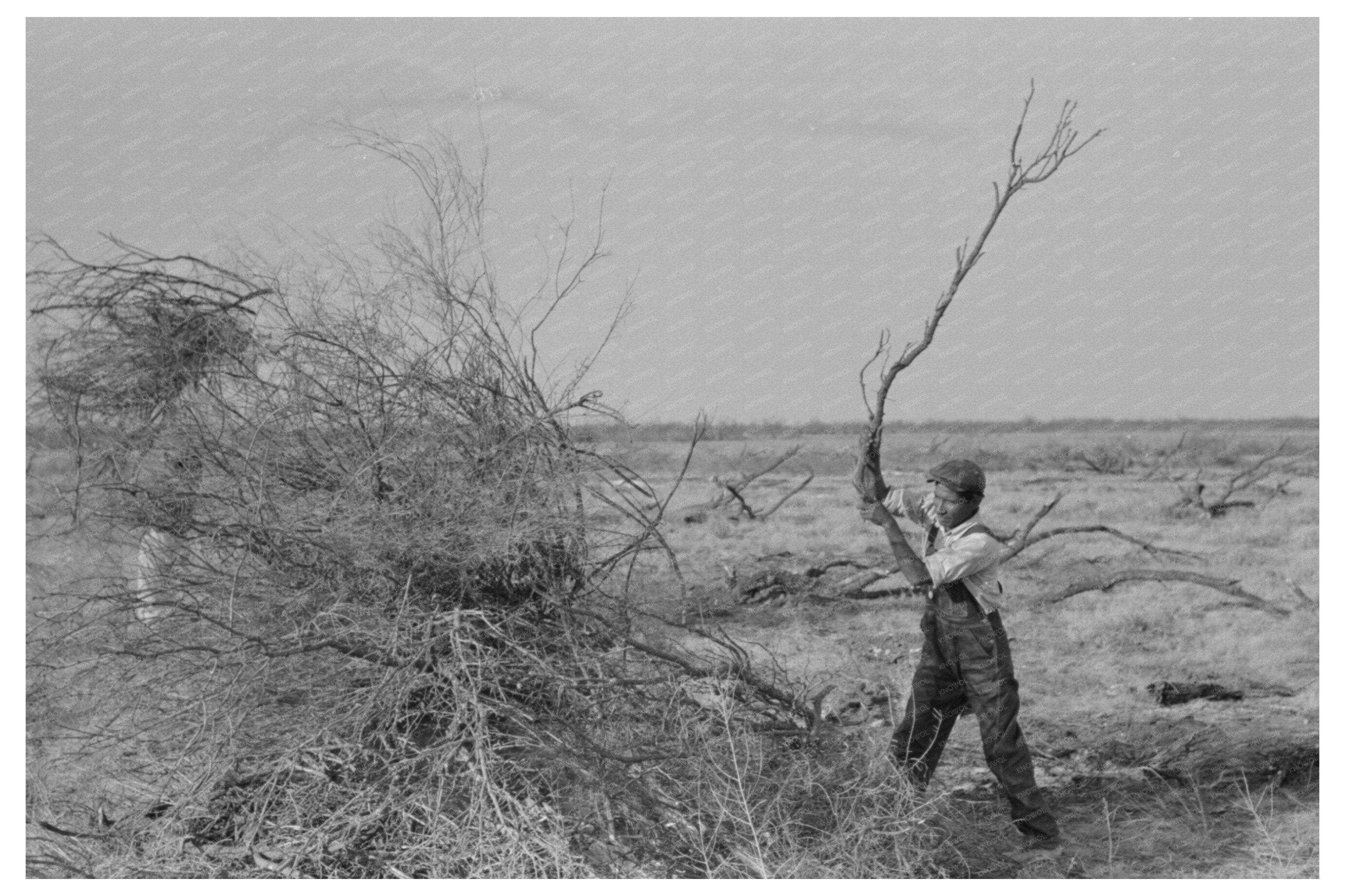 Mesquite Piling for Land Clearing El Indio Texas 1939