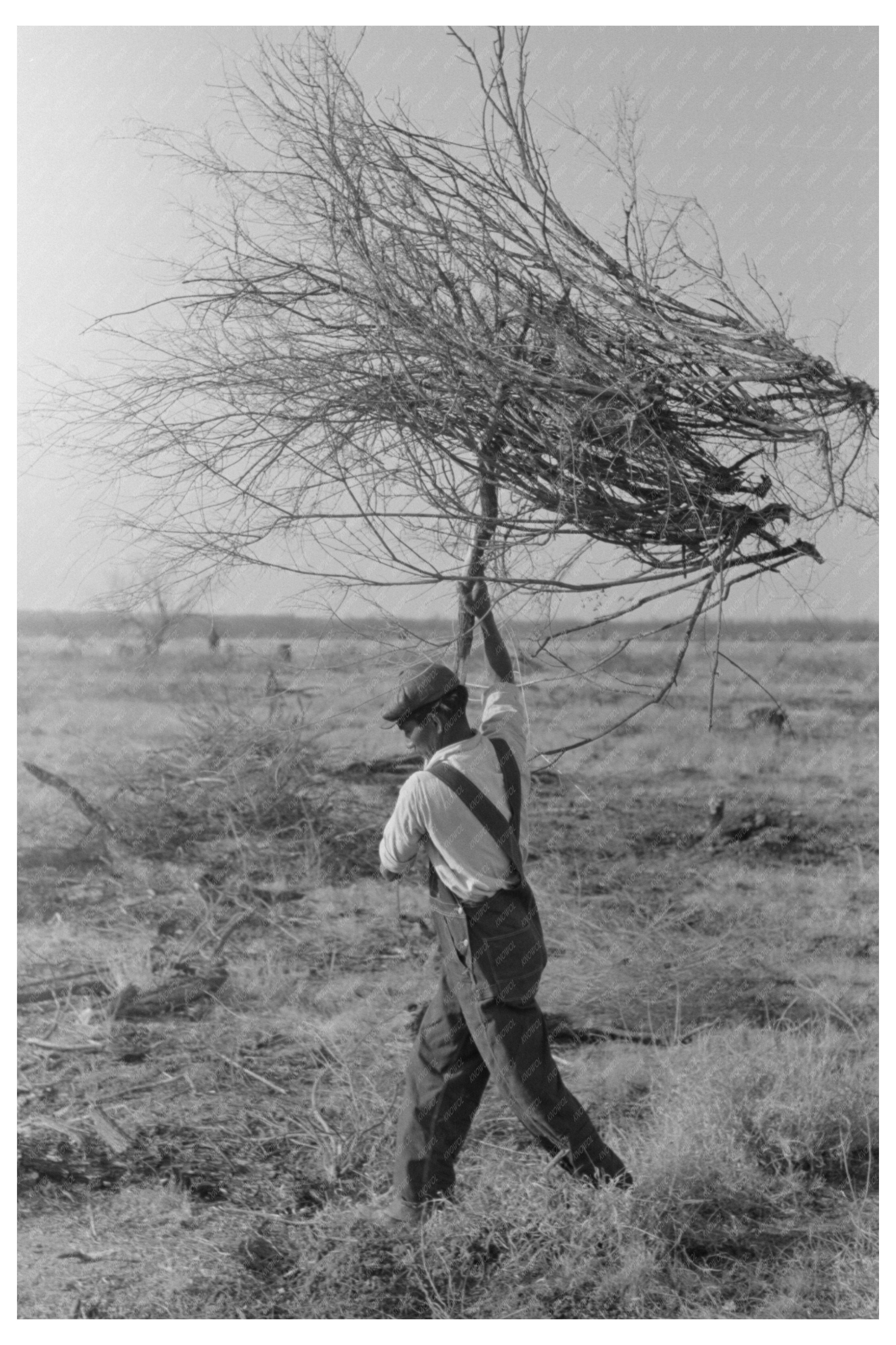 Mesquite Harvesting for Land Clearing El Indio Texas 1939