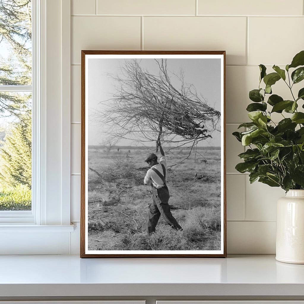 Mesquite Harvesting for Land Clearing El Indio Texas 1939