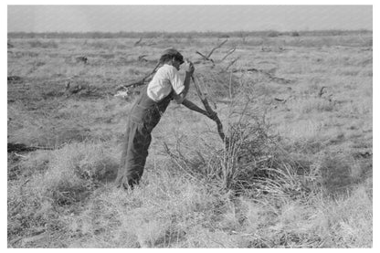 Mesquite Transport for Land Clearing El Indio Texas 1939