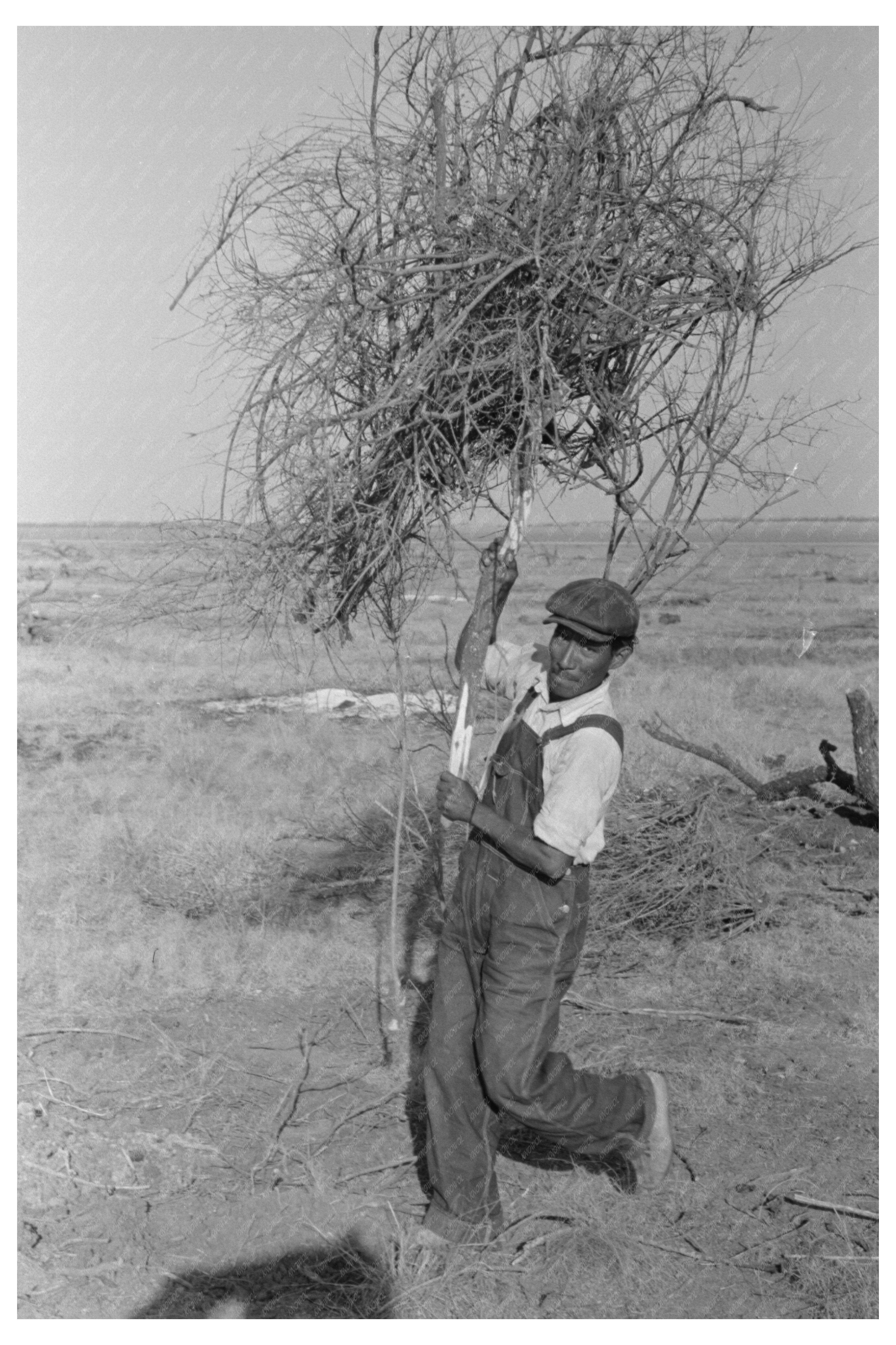 Land Clearing in El Indio Texas March 1939 Vintage Image